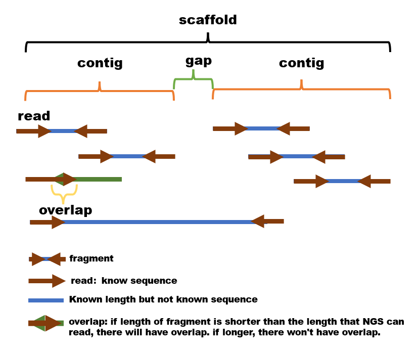 二代测序中scaffold、contig、read、N50等相关的定义解释